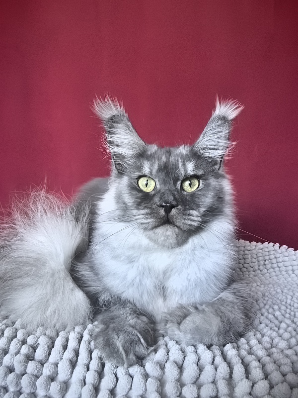 Aziza Akbars - Junior maine-coon 9.5 months