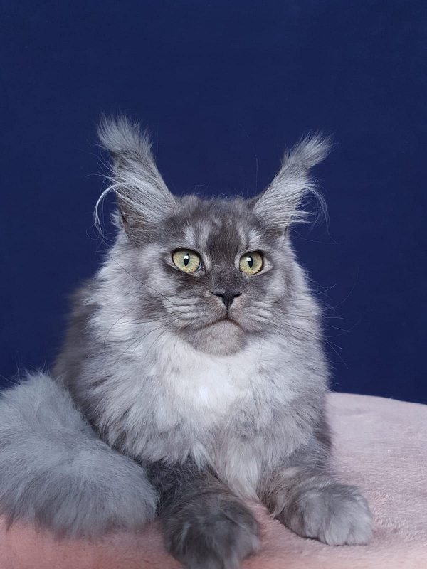 Aziza Akbars - Kitten maine-coon 6 months 1 week