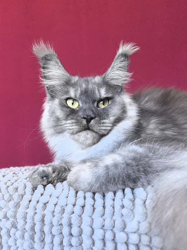 Aziza Akbars - Junior maine-coon 9.5 months