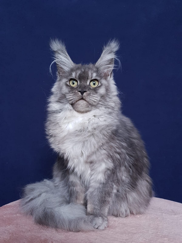 Aziza Akbars - Kitten maine-coon 6 months 1 week