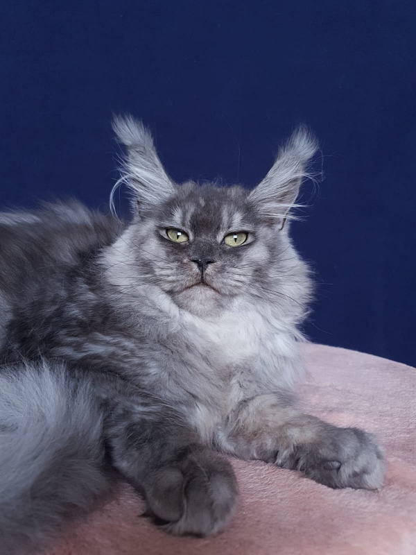 Aziza Akbars - Kitten maine-coon 6 months 1 week