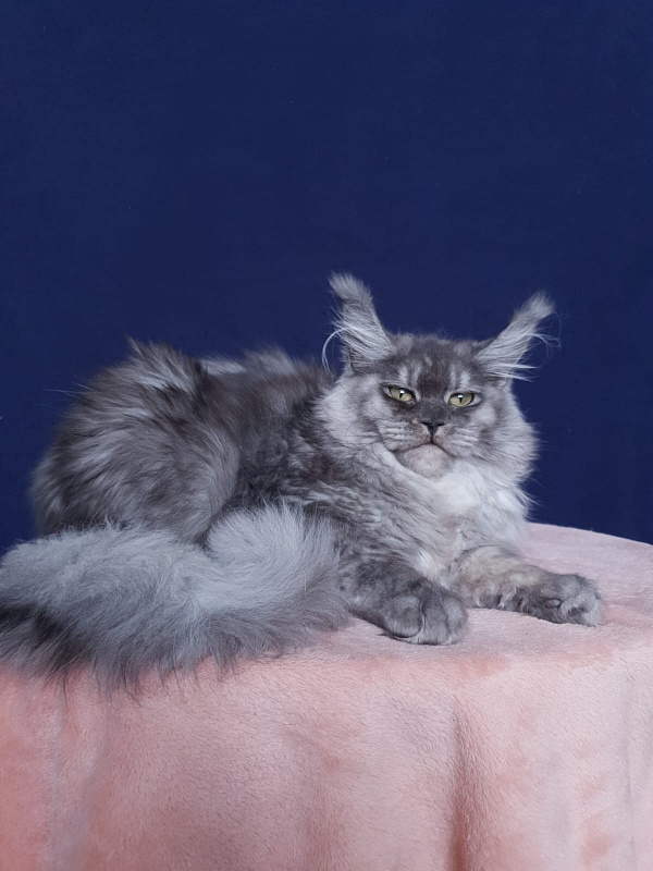Aziza Akbars - Kitten maine-coon 6 months 1 week