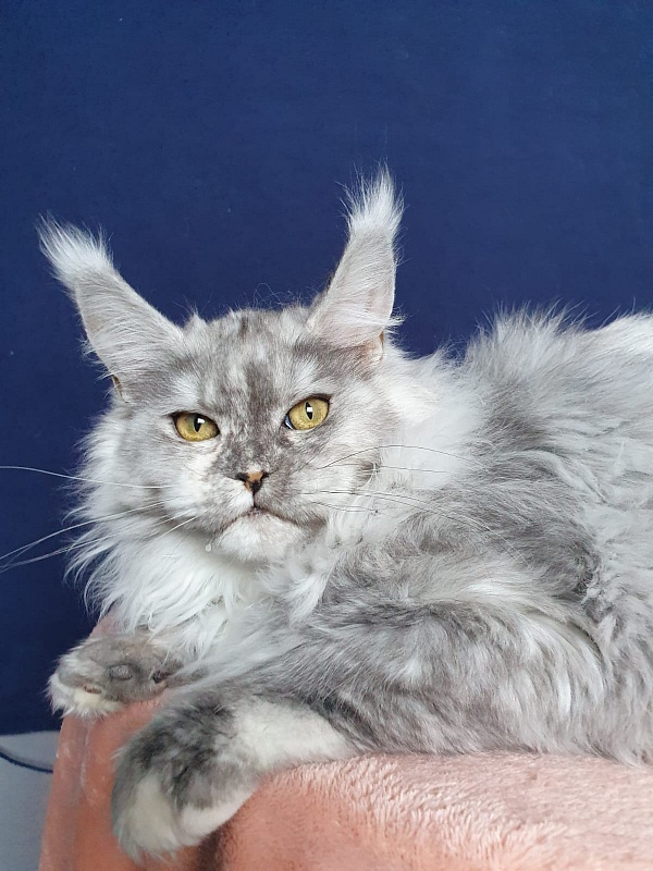 Azazel Akbars - Kitten maine-coon 6 months 1 week