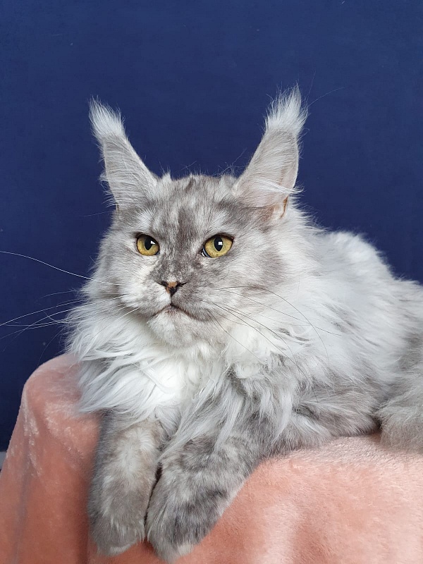 Azazel Akbars - Kitten maine-coon 6 months 1 week