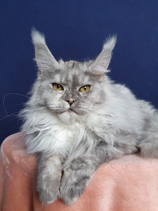 Azazel Akbars - Kitten maine-coon 6 months 1 week