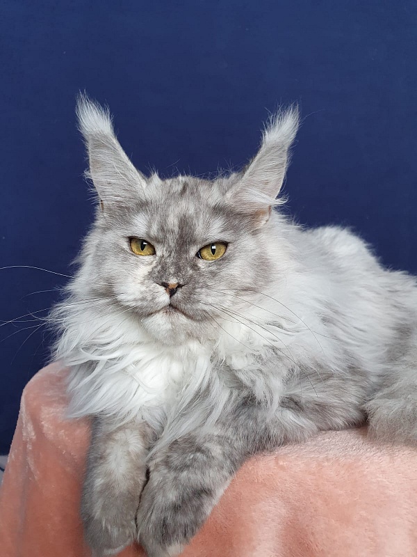 Azazel Akbars - Kitten maine-coon 6 months 1 week