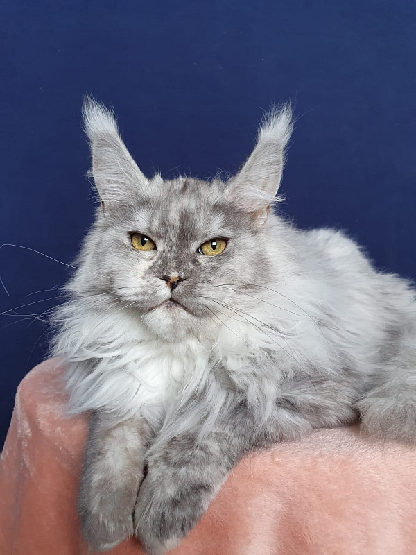 Azazel Akbars - Kitten maine-coon 6 months 1 week