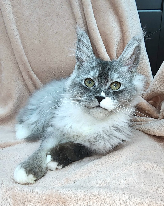 Angelica Akbars - Kitten maine-coon 4 months
