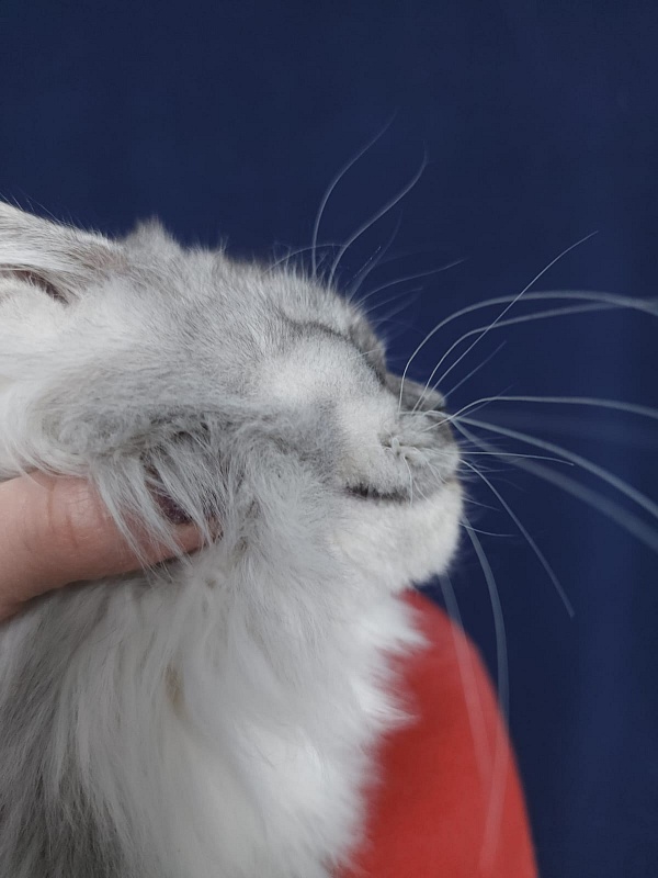 Angelica Akbars - Kitten maine-coon 4.5 months