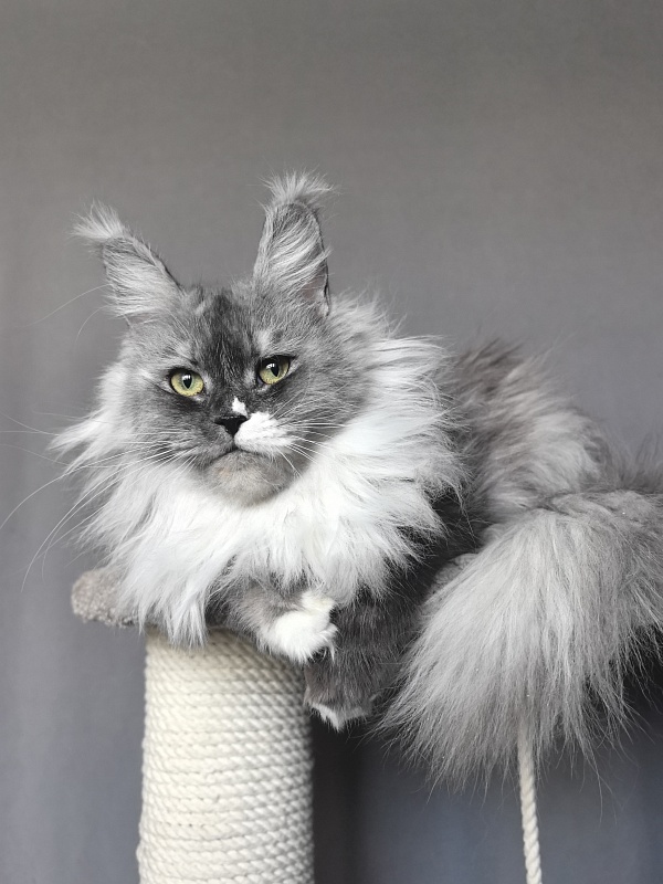 Angelica Akbars - Adult maine-coon 1 year 3 months 0.5 weeks