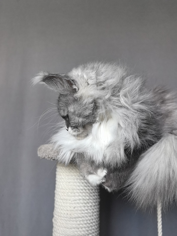 Angelica Akbars - Adult maine-coon 1 year 3 months 0.5 weeks
