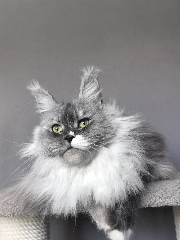 Angelica Akbars - Adult maine-coon 1 year 3 months 0.5 weeks