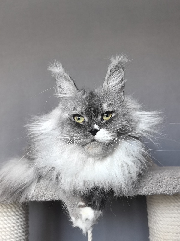 Angelica Akbars - Adult maine-coon 1 year 3 months 0.5 weeks
