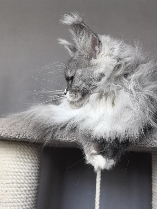 Angelica Akbars - Adult maine-coon 1 year 3 months 0.5 weeks