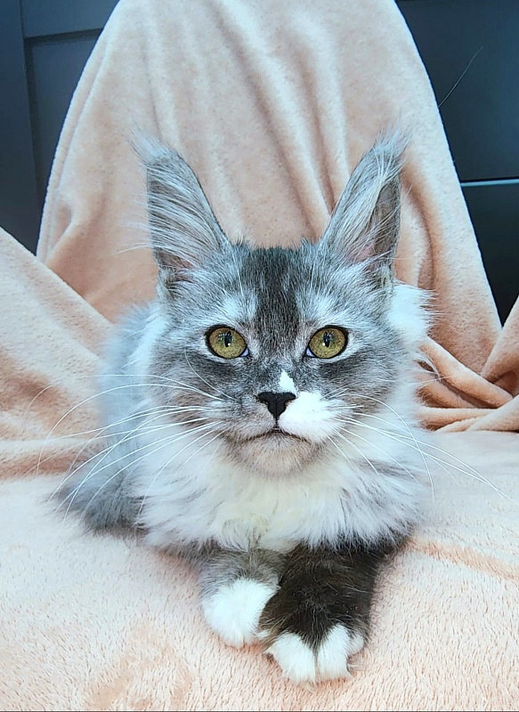 Angelica Akbars - Kitten maine-coon 4 months