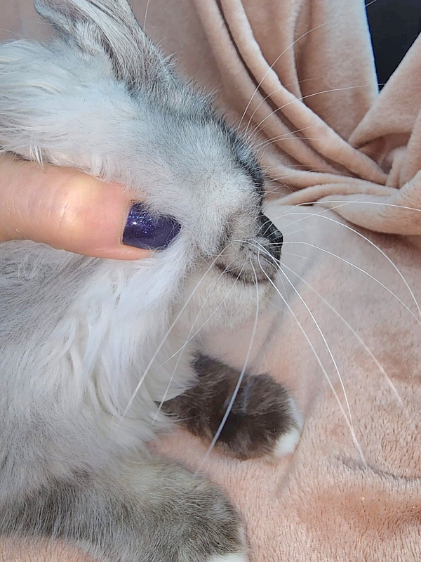 Angelica Akbars - Kitten maine-coon 4 months