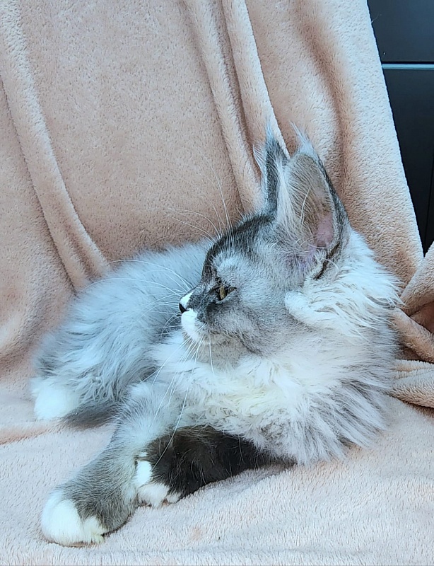 Angelica Akbars - Kitten maine-coon 4 months