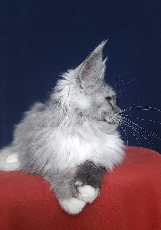 Angelica Akbars - Kitten maine-coon 4.5 months