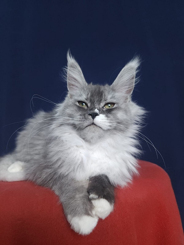 Angelica Akbars - Kitten maine-coon 4.5 months