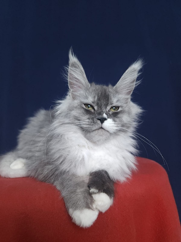 Angelica Akbars - Kitten maine-coon 4.5 months
