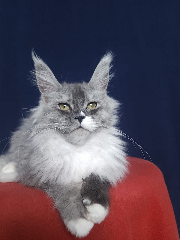 Angelica Akbars - Kitten maine-coon 4.5 months