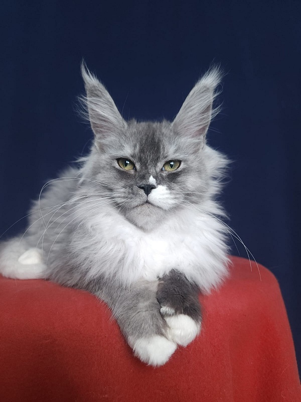 Angelica Akbars - Kitten maine-coon 4.5 months