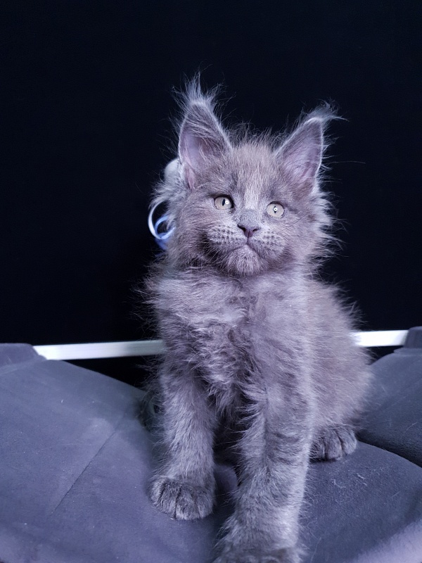 Dennis Akbars - Kitten maine-coon 1 month 3 weeks