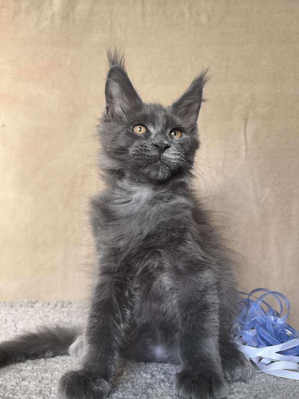 Dennis Akbars - Kitten maine-coon 2 months 3.5 weeks