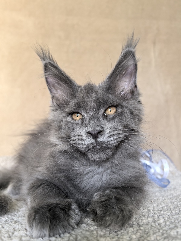 Dennis Akbars - Kitten maine-coon 2 months 3.5 weeks
