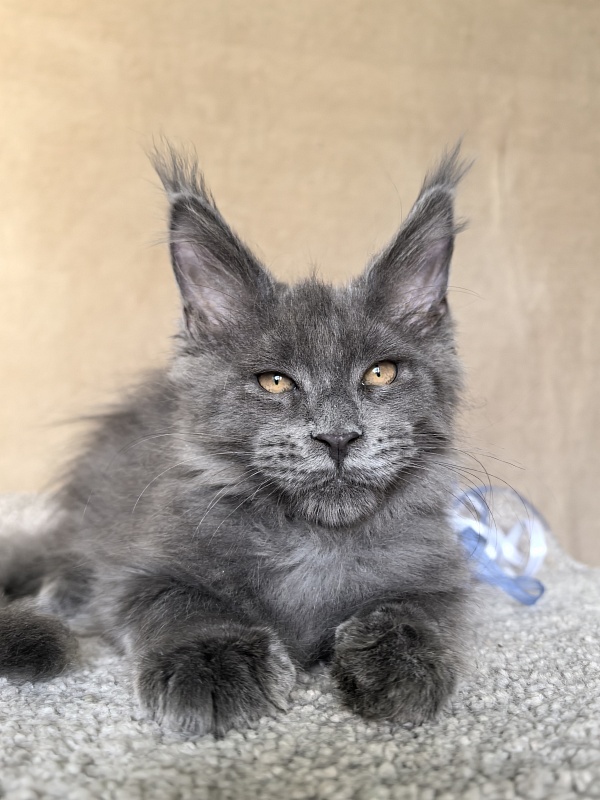 Dennis Akbars - Kitten maine-coon 2 months 3.5 weeks