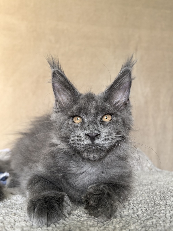 Dennis Akbars - Kitten maine-coon 2 months 3.5 weeks