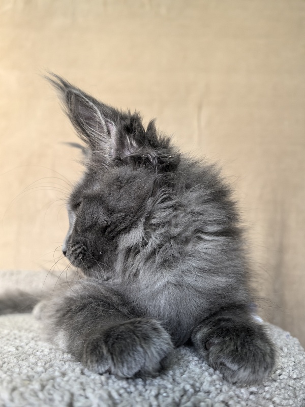 Dennis Akbars - Kitten maine-coon 2 months 3.5 weeks