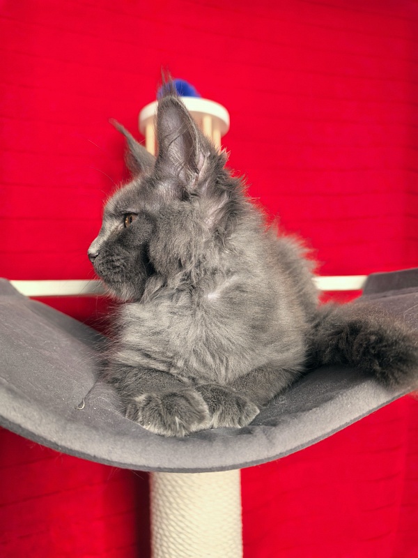 Dennis Akbars - Kitten maine-coon 3 months 1.5 week