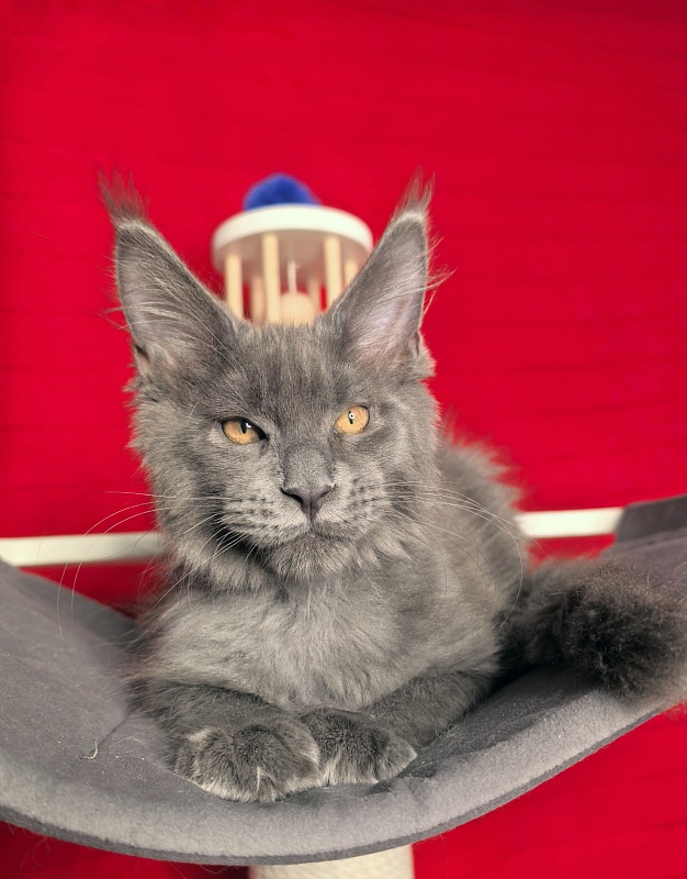 Dennis Akbars - Kitten maine-coon 3 months 1.5 week