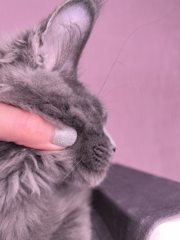 Dennis Akbars - Kitten maine-coon 3 months 3.5 weeks