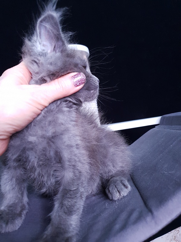 Dennis Akbars - Kitten maine-coon 1 month 3 weeks