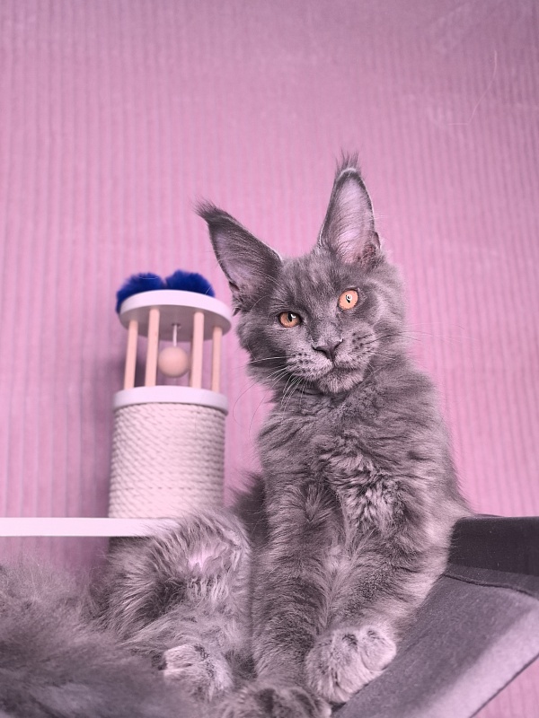 Dennis Akbars - Kitten maine-coon 3 months 3.5 weeks