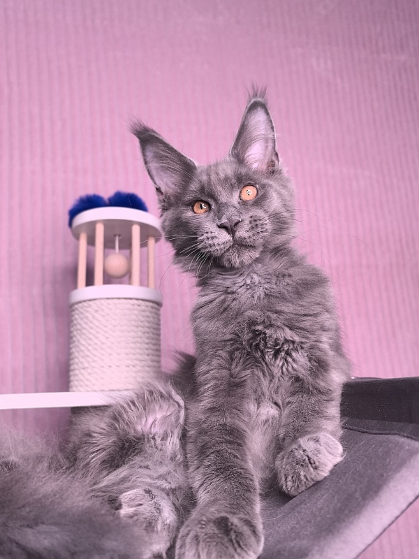 Dennis Akbars - Kitten maine-coon 3 months 3.5 weeks