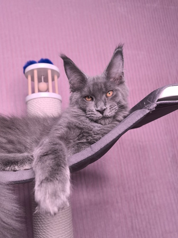 Dennis Akbars - Kitten maine-coon 3 months 3.5 weeks