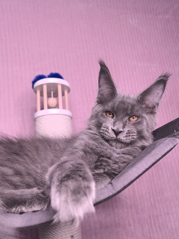 Dennis Akbars - Kitten maine-coon 3 months 3.5 weeks