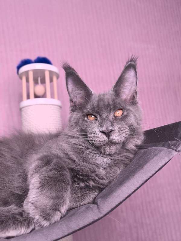 Dennis Akbars - Kitten maine-coon 3 months 3.5 weeks