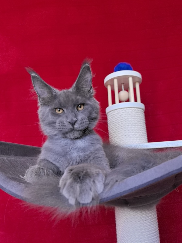 Dennis Akbars - Kitten maine-coon 4 months 1.5 week