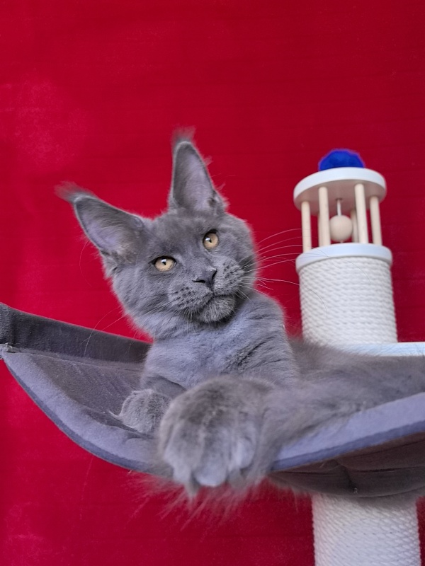 Dennis Akbars - Kitten maine-coon 4 months 1.5 week