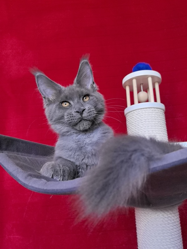 Dennis Akbars - Kitten maine-coon 4 months 1.5 week