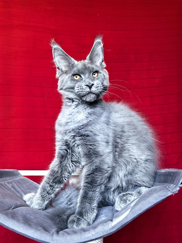 Dennis Akbars - Kitten maine-coon 4 months 1.5 week