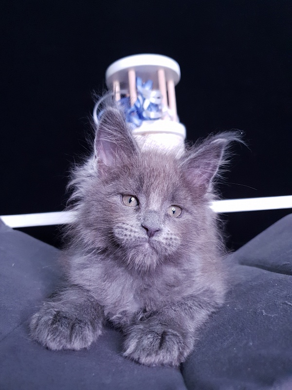 Dennis Akbars - Kitten maine-coon 1 month 3 weeks