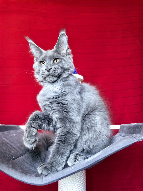 Dennis Akbars - Kitten maine-coon 4 months 1.5 week