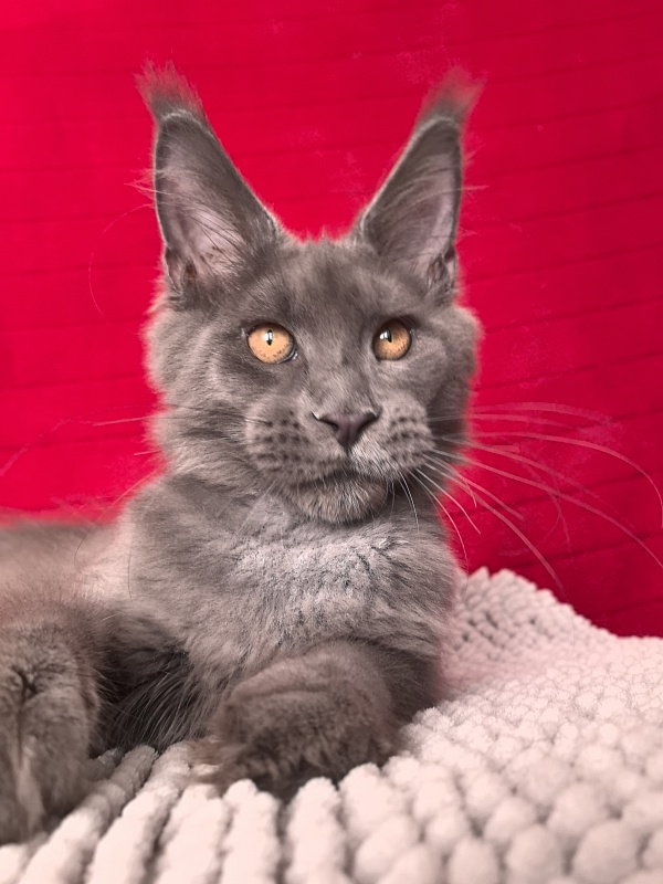 Dennis Akbars - Kitten maine-coon 4 months 3 weeks