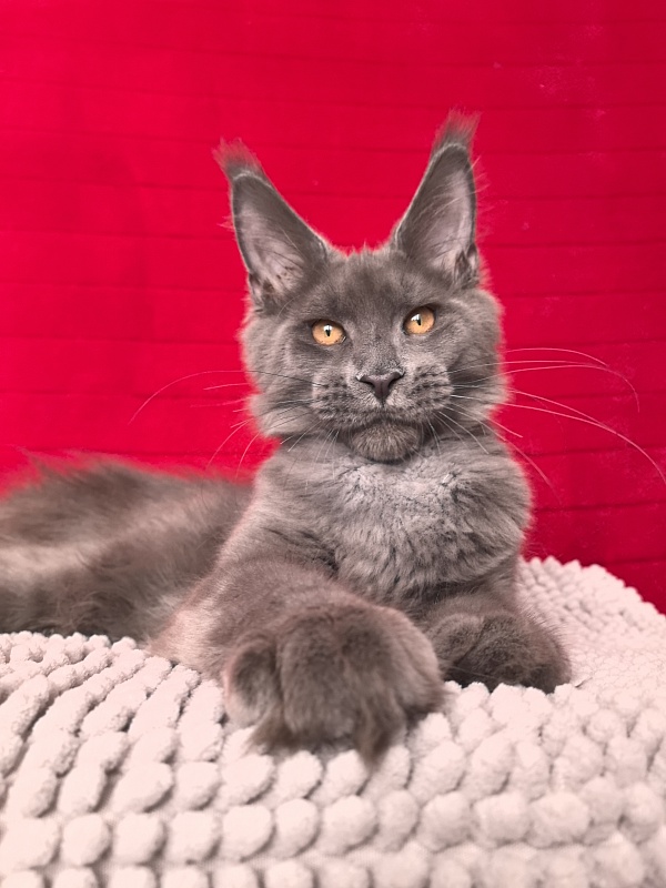 Dennis Akbars - Kitten maine-coon 4 months 3 weeks