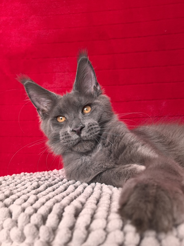 Dennis Akbars - Kitten maine-coon 4 months 3 weeks